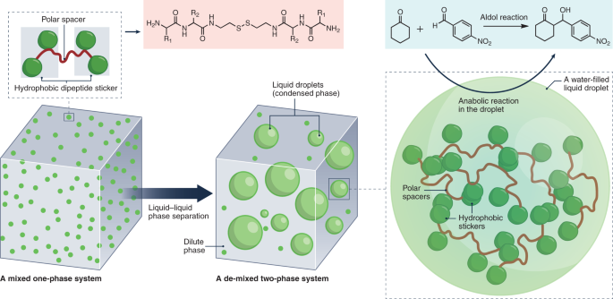 Catalytic coacervate crucibles