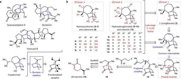 Total synthesis of nine longiborneol sesquiterpenoids using a  functionalized camphor strategy