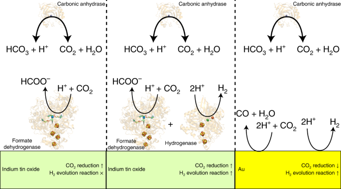 Fast Co2 Hydration Kinetics Impair Heterogeneous But Improve Enzymatic Co2 Reduction Catalysis Nature Chemistry