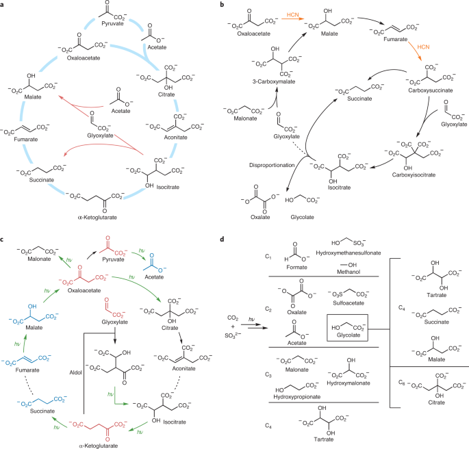 Cyanide at the origin of metabolism