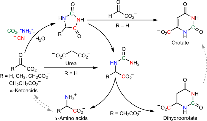 Prebiotic synthesis of α-amino acids and orotate from α-ketoacids potentiates transition to extant metabolic pathways