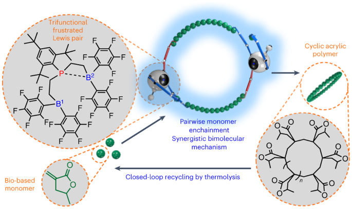 Recyclable cyclic bio-based acrylic polymer via pairwise monomer  enchainment by a trifunctional Lewis pair