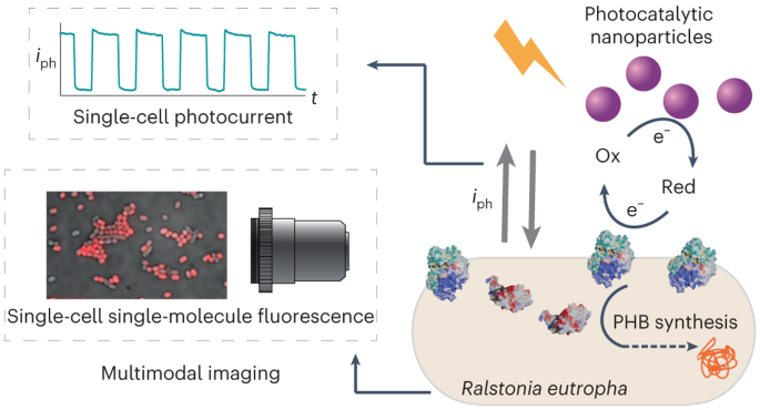 Single-cell multimodal imaging uncovers energy conversion pathways 