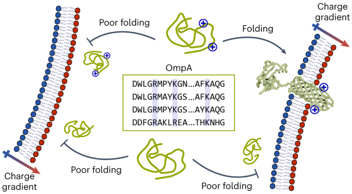 https://media.springernature.com/m685/springer-static/image/art%3A10.1038%2Fs41557-023-01319-6/MediaObjects/41557_2023_1319_Figa_HTML.png