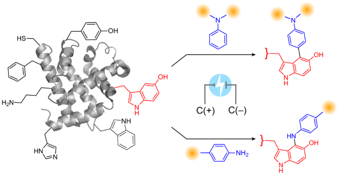 Electrochemical labelling of hydroxyindoles with chemoselectivity 