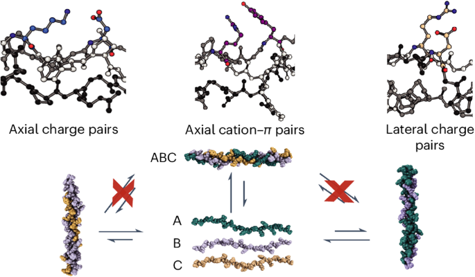Heterotrimeric collagen helix with high specificity of assembly results ...