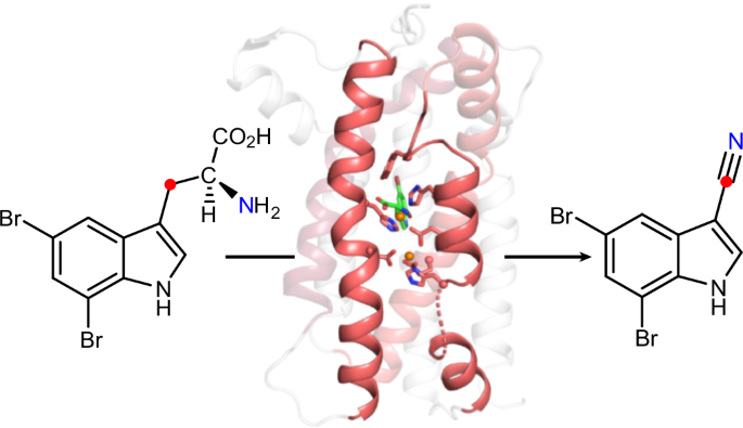 A single diiron enzyme catalyses the oxidative rearrangement of 