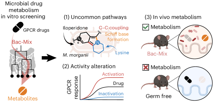 Activity of GPCR-targeted drugs influenced by human gut microbiota  metabolism