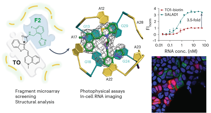 Structure-informed design of an ultrabright RNA-activated fluorophore