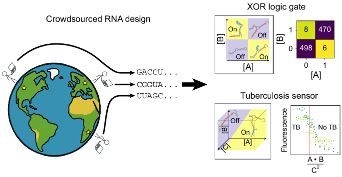 Compact RNA sensors for increasingly complex functions of multiple inputs