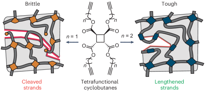 Tetrafunctional cyclobutanes tune toughness via network strand continuity - Nature Chemistry