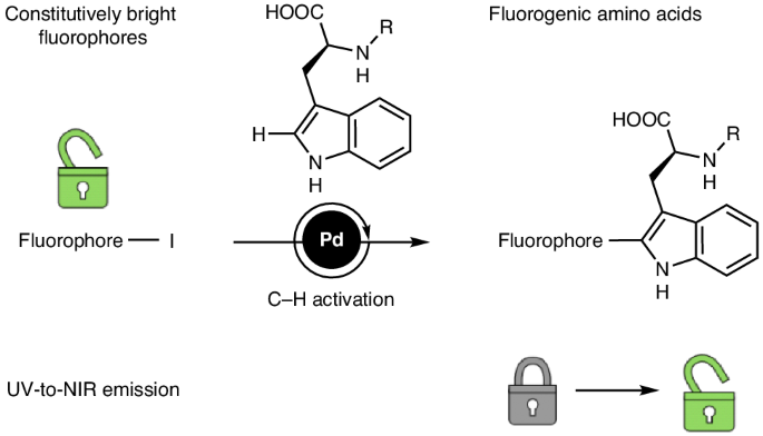 how to mix glutathione for nebulizer A general strategy towards multicolour fluorogenic peptides wash-free bioassays Page 1 - Reviews QUANTITY:6 Pack Red blood cell formation