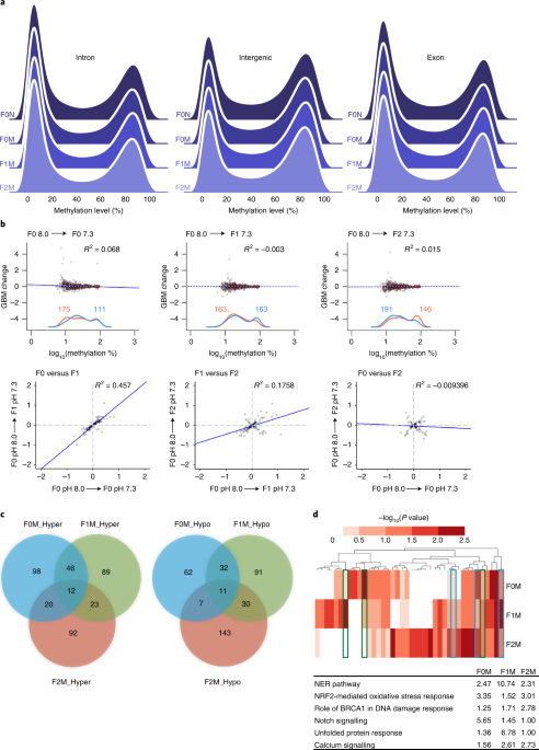 Epigenetic plasticity enables copepods to cope with ocean