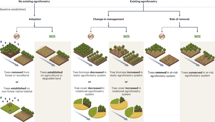 PDF) Carbon storage potential of cacao agroforestry systems of