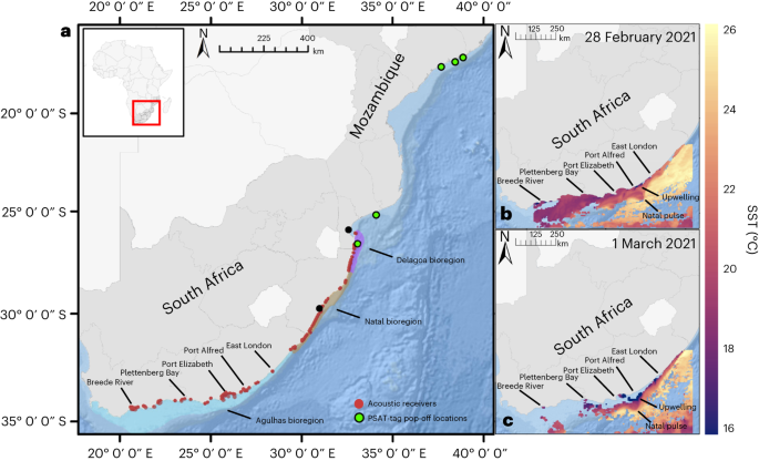 Climate change-driven cooling can kill marine megafauna at their distributional limits