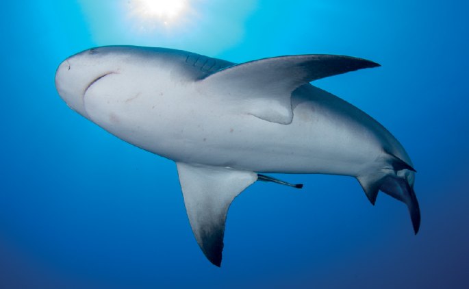 Sharks at risk from climate-driven coastal upwelling