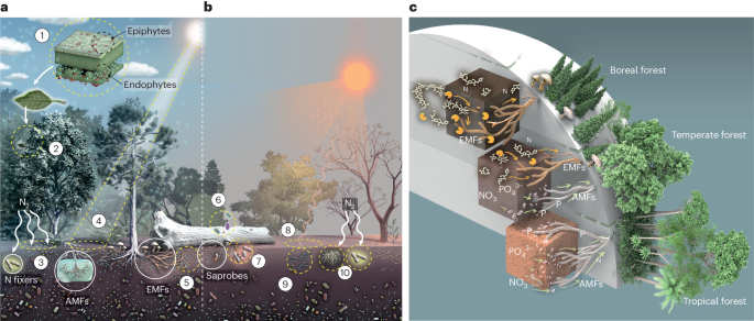 A risk assessment framework for the future of forest microbiomes in a changing climate