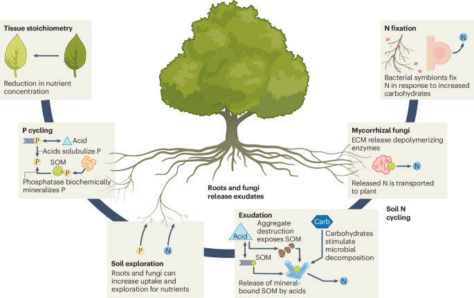 Plant nutrient acquisition under elevated CO2 and implications for the land  carbon sink | Nature Climate Change