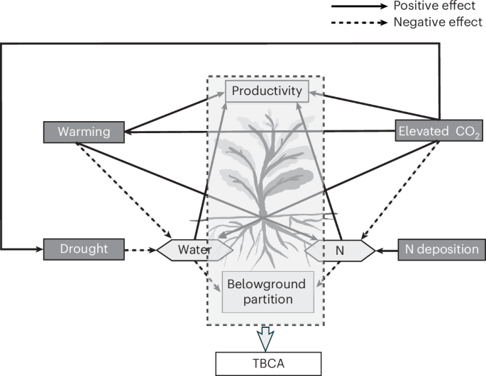 Long-term multiple global change interactions amplify belowground carbon allocation Long-term multiple global change interactions amplify belowground carbon allocation