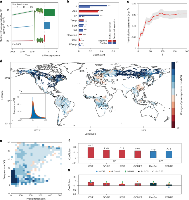 Tree species richness relates to long-term forest photosynthesis increase