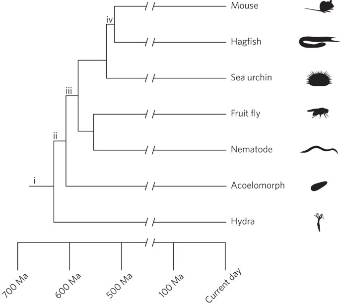 The placenta as a model for understanding the origin and evolution of vertebrate organs | Nature Ecology & Evolution The placenta as a model for understanding the origin and evolution of vertebrate organs | Nature Ecology & Evolution
