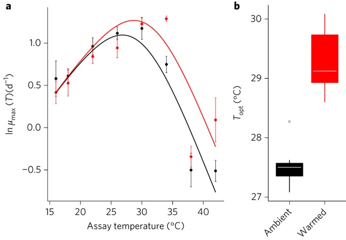 Adaptation Of Phytoplankton To A Decade Of Experimental Warming Linked To Increased Photosynthesis Nature Ecology Evolution