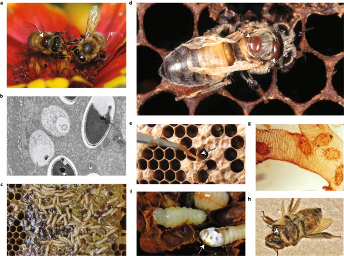 Honey Bee Control, Management, & Treatment: Honey Bee Info