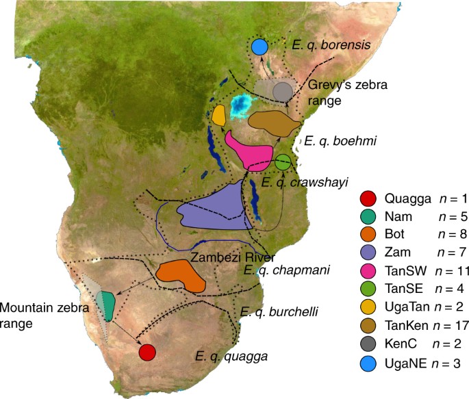 A Southern African Origin And Cryptic Structure In The Highly Mobile Plains Zebra Nature Ecology Evolution