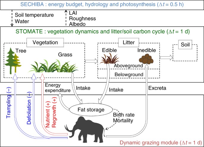 The large mean body size of mammalian herbivores explains the productivity  paradox during the Last Glacial Maximum | Nature Ecology & Evolution