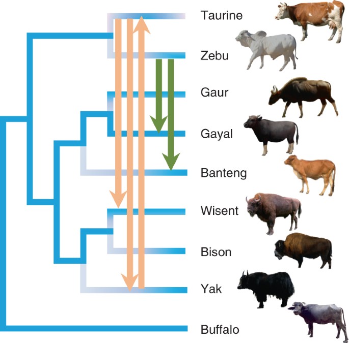 Pervasive introgression facilitated domestication and adaptation in the Bos  species complex | Nature Ecology & Evolution