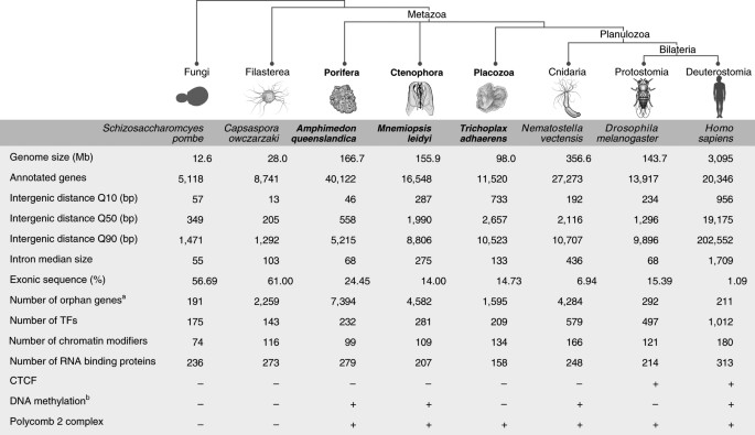 Early Metazoan Cell Type Diversity And The Evolution Of Multicellular Gene Regulation Nature Ecology Evolution