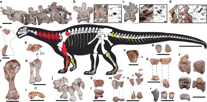 An early trend towards gigantism in Triassic sauropodomorph dinosaurs | Nature Ecology & Evolution