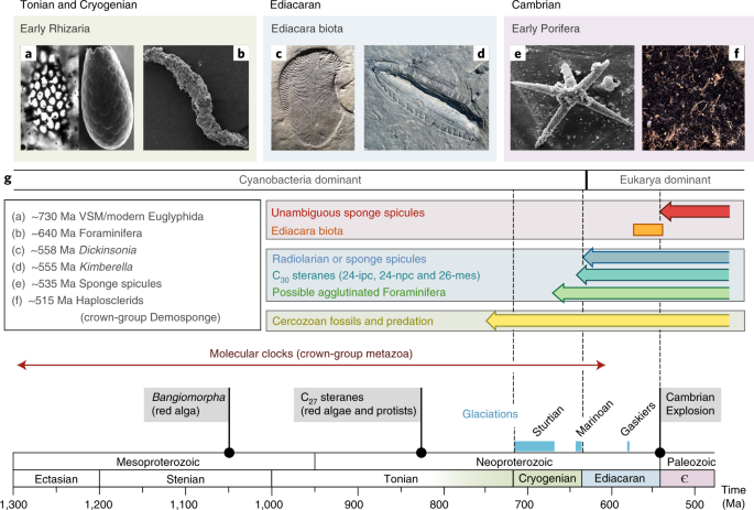 Putative Sponge Biomarkers In Unicellular Rhizaria Question An Early Rise Of Animals Nature Ecology Evolution