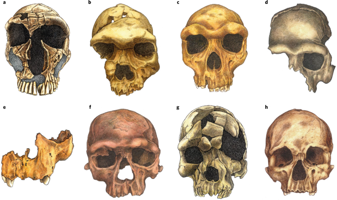 The evolutionary history of the human face | Nature Ecology & Evolution