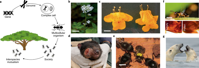 Enforcement Is Central To The Evolution Of Cooperation Nature Ecology Evolution