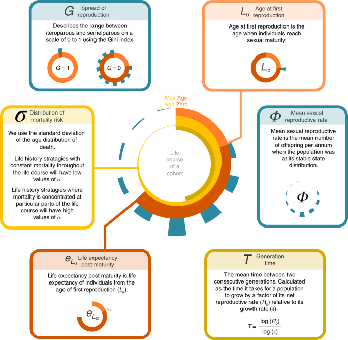 Animal life history is shaped by the pace of life and the distribution of age-specific mortality and reproduction | Nature Ecology & Evolution Animal life history is shaped by the pace of life and the distribution of age-specific mortality and reproduction | Nature Ecology & Evolution