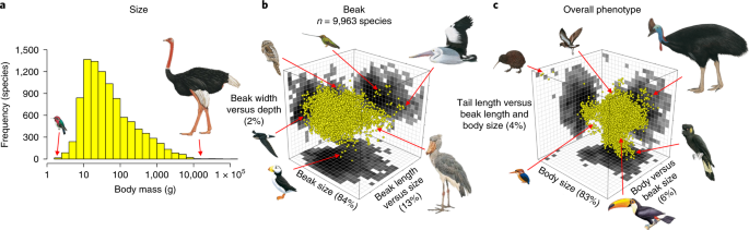 Macroevolutionary Convergence Connects Morphological Form To Ecological Function In Birds Nature Ecology Evolution