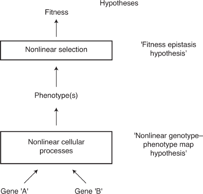 Ecology Shapes Epistasis In A Genotype Phenotype Fitness Map For Stick Insect Colour Nature Ecology Evolution Ecology Shapes Epistasis In A Genotype Phenotype Fitness Map For Stick Insect Colour Nature Ecology Evolution