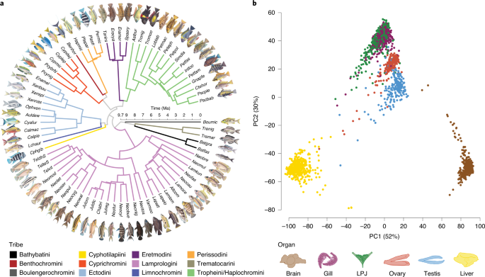 Gene Expression Dynamics During Rapid Organismal Diversification In African Cichlid Fishes Nature Ecology Evolution