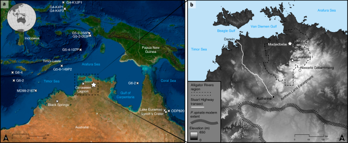 Pandanus nutshell generates a palaeoprecipitation record for human  occupation at Madjedbebe, northern Australia | Nature Ecology & Evolution