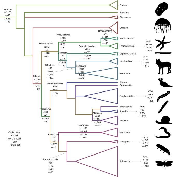 Widespread patterns of gene loss in the evolution of the animal kingdom |  Nature Ecology & Evolution