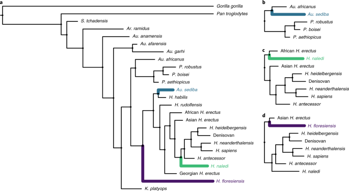 Divergence-time estimates for hominins provide insight into encephalization  and body mass trends in human evolution | Nature Ecology & Evolution