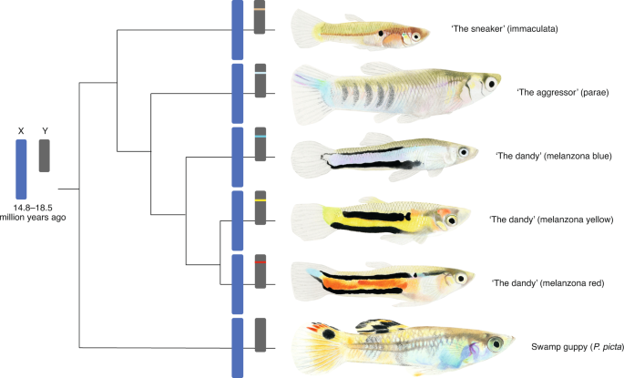 Y chromosome evolution spurs behavioural diversity in male fish