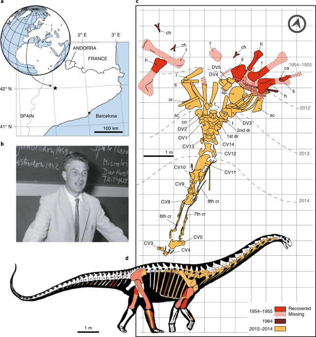 A тιтanosaurian sauropod with Gondwanan affinities in the latest Cretaceous  of Europe | Nature Ecology & Evolution