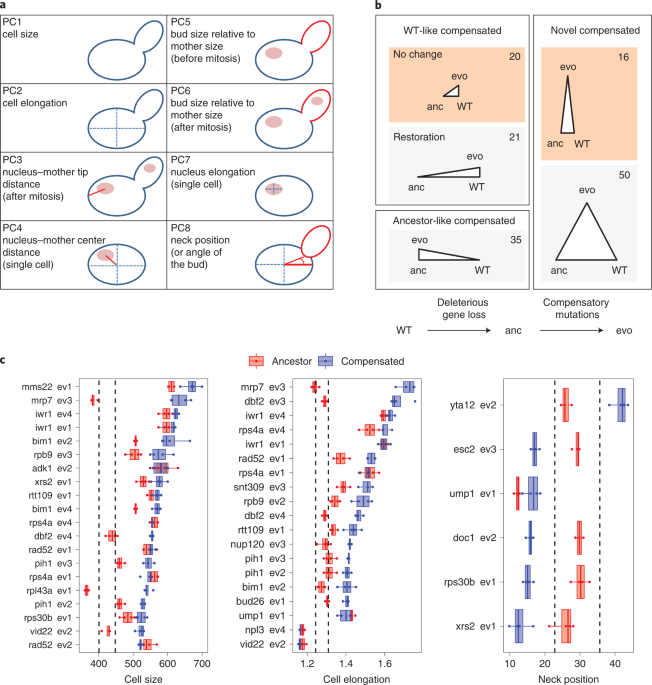 Gene loss and compensatory evolution promotes the emergence of morphological novelties in budding yeast