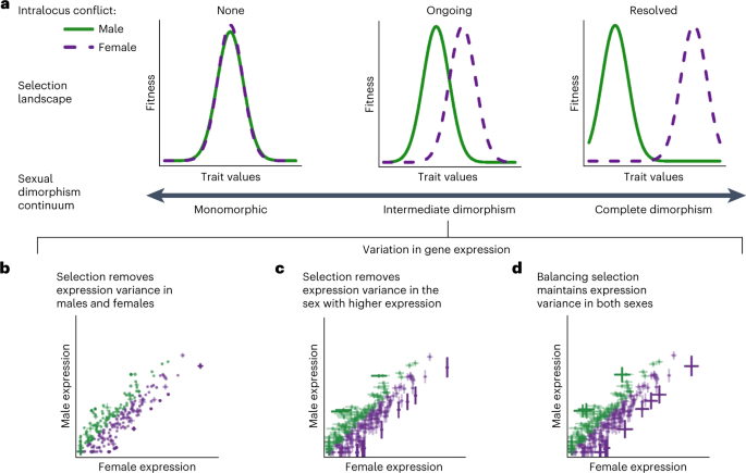 The roles of sexual selection and sexual conflict in shaping patterns of genome and transcriptome variation