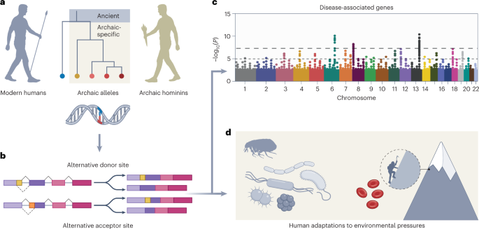 Archaic hominin traits through the splicing lens