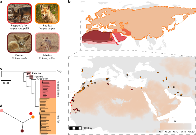North African fox genomes show signatures of repeated introgression and adaptation to life in deserts