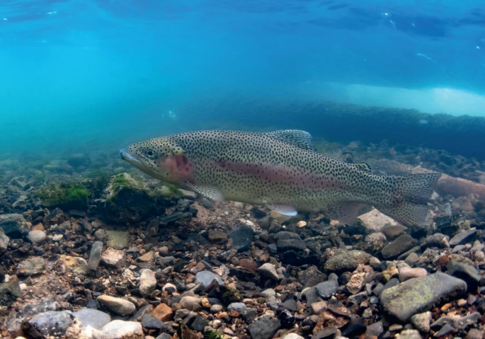 Under the hood of trends in riverine fish