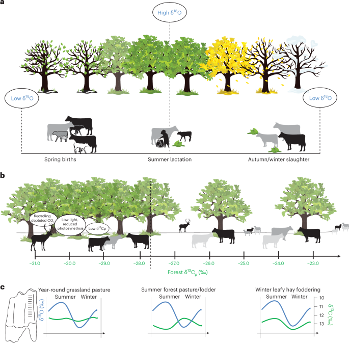 Diverse prehistoric cattle husbandry strategies in the forests of Central ...